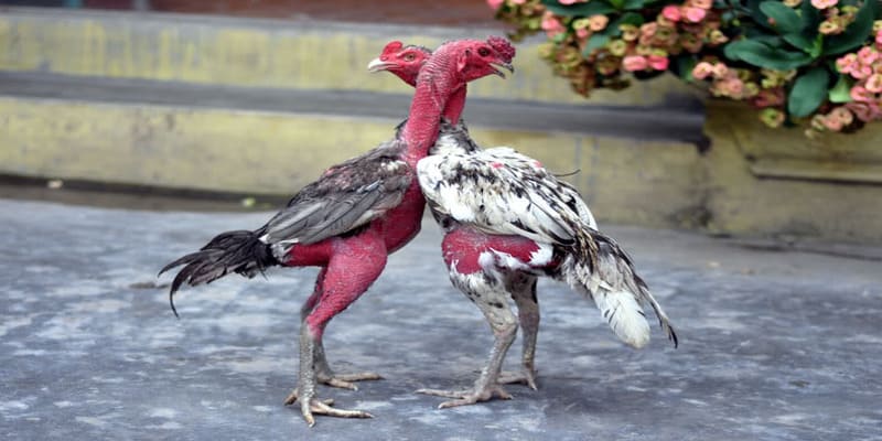 Cách nhận biết gà chọi giỏi